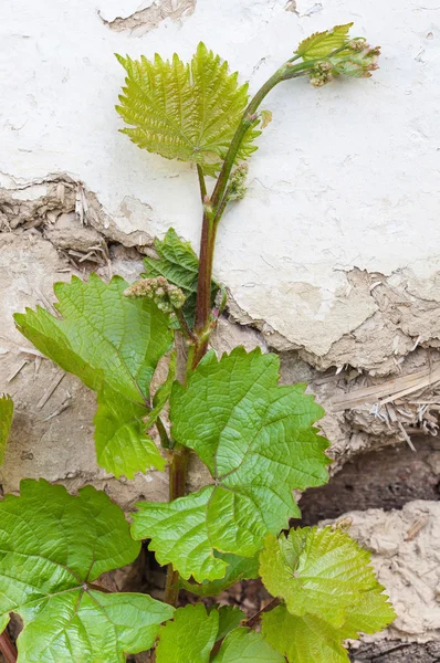 Hoja de uva con brotes florecientes —  Fotos de Stock