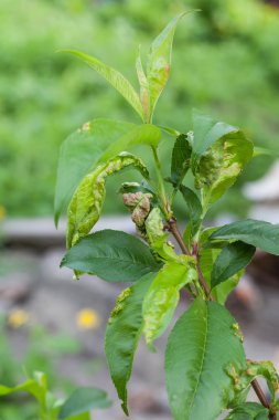 şeftali yaprak kıvrılma, taphrina deformans