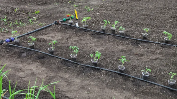 准备用来种植的番茄幼苗 — 图库照片