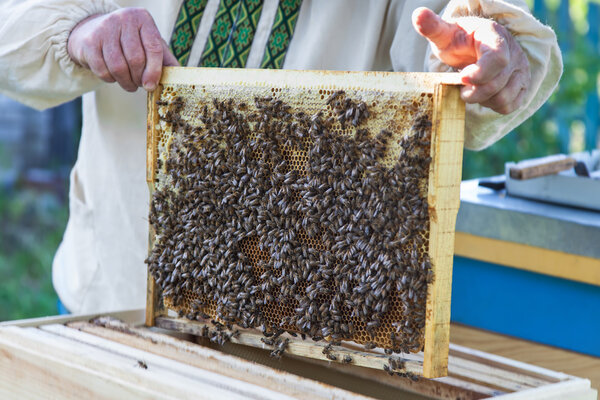 Beekeeper keeps honeycomb with bees