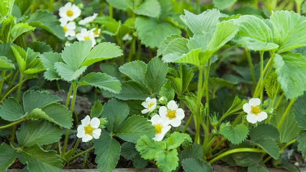 Blossoming strawberries outdoors — Stock Photo, Image