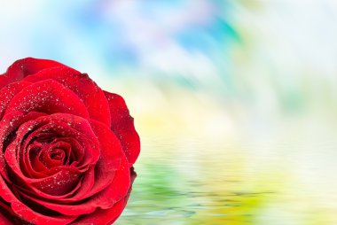 Gül çiçeği. Yaklaş.