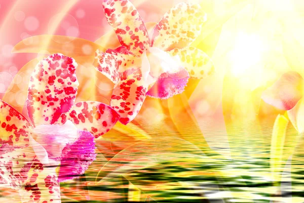 난초 꽃 가까이 — 스톡 사진