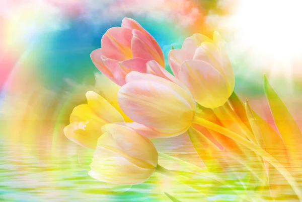 Flores de tulipán de cerca —  Fotos de Stock