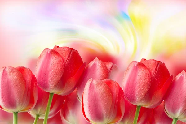 Tulip flowers close up — Stock Photo, Image