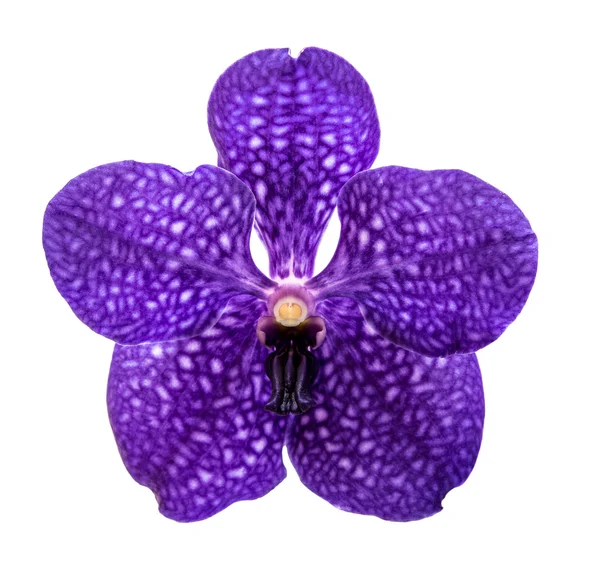 Orchidée fleur isolée sur blanc — Photo