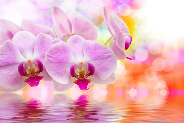 Fiore del Orchid vicino — Foto Stock