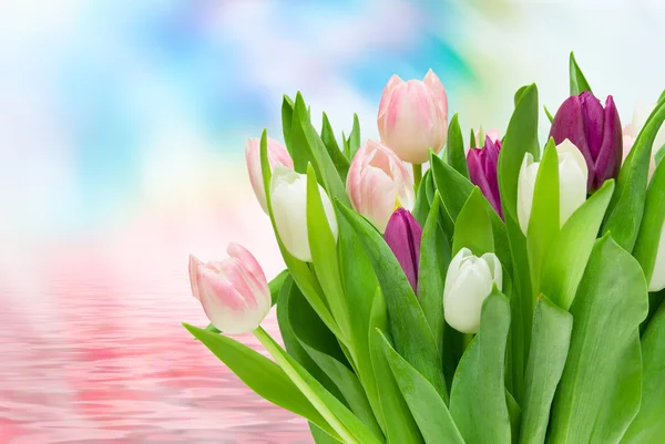 Tulip flowers close up — Stock Photo, Image