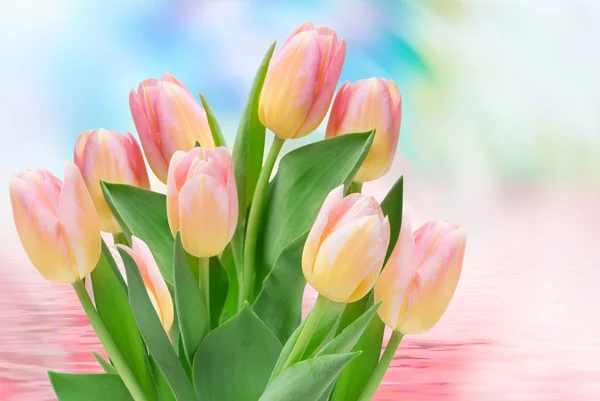 Fiori di tulipano da vicino — Foto Stock