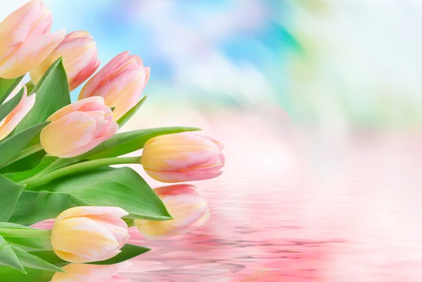 Tulip flowers close up — Stock Photo, Image