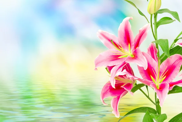 Close up of pink lilies — Stock Photo, Image