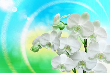 Orkide çiçek yakın çekim