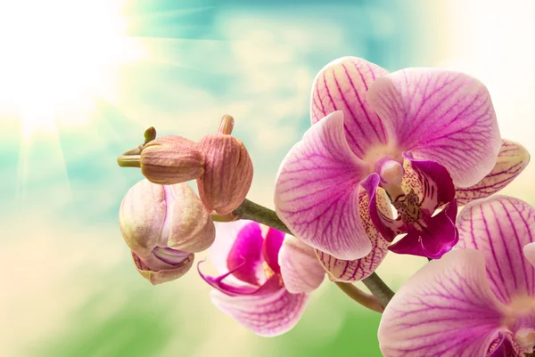 Orchidej květina zblízka — Stock fotografie