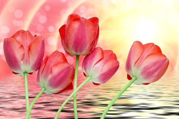 Flores de tulipán de cerca — Foto de Stock