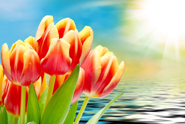 Tulip flowers close up
