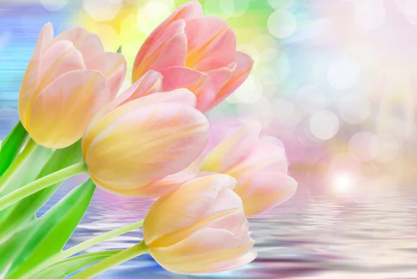 チューリップの花のクローズ アップ — ストック写真