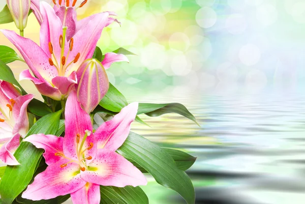 Närbild på rosa liljor — Stockfoto