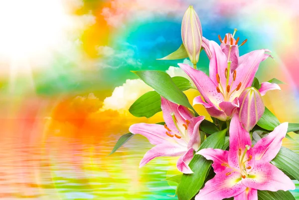 Close up of pink lilies — Stock Photo, Image