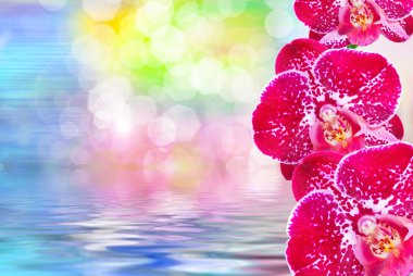 Orkide çiçek yakın çekim