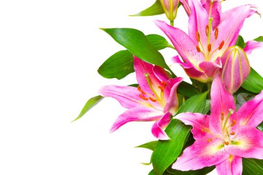 Pembe lilyum çiçek üzerinde beyaz izole