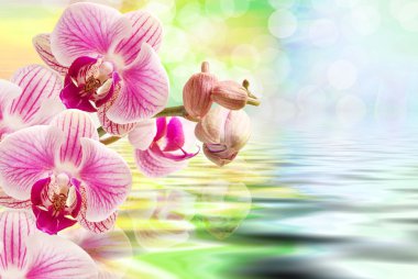 Orkide çiçek yakın çekim