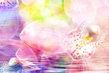 Orkide çiçek yakın çekim