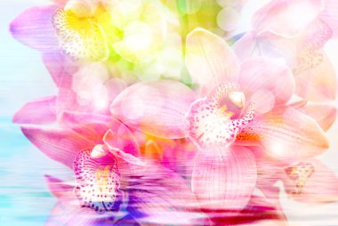 Orkide çiçek yakın çekim