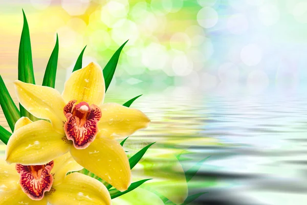 Орхідея квітка крупним планом — стокове фото