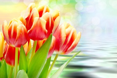 Lale çiçek yakın çekim