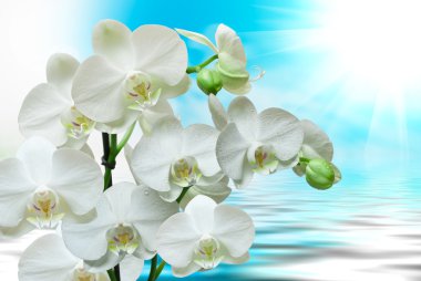 Orkide çiçek yakın çekim