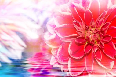 Gerber çiçek yakın çekim