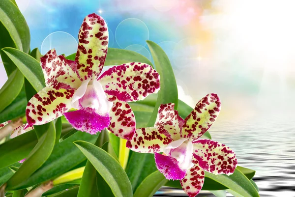 Orchideenblume aus nächster Nähe — Stockfoto