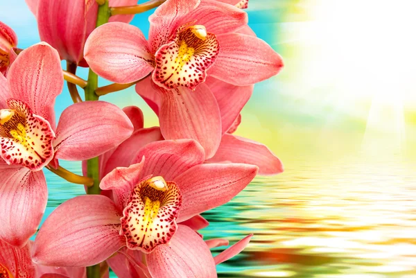 Fiore del Orchid vicino — Foto Stock