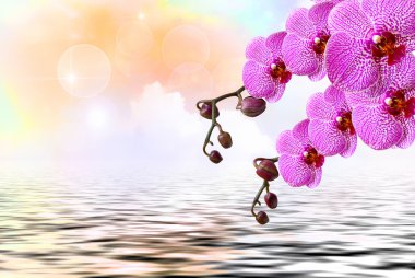 Orkide çiçek yakın çekim