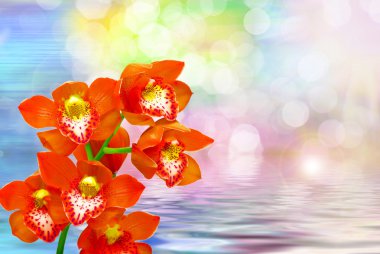 Orkide çiçek yakın çekim