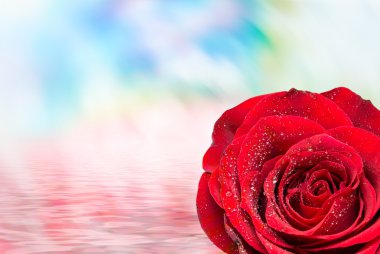 Gül çiçeği. Yaklaş.