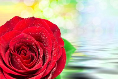 Gül çiçeği. Yaklaş.