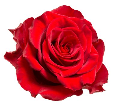 Gül çiçek üzerinde beyaz izole