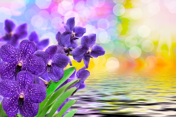 Цветок орхидеи — стоковое фото