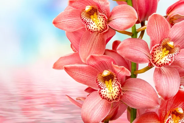 Orchid flower close up — Stock Photo, Image