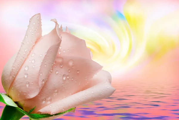Rosa flor de cerca —  Fotos de Stock