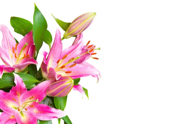 Pink lilies flower isolated on white — Stock Photo, Image