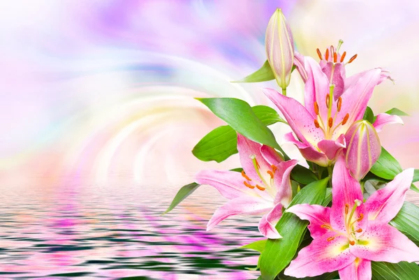 Detailní záběr růžové lilie — Stock fotografie
