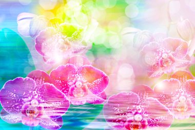 Orkide çiçek yakın çekim