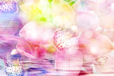 Orkide çiçek yakın çekim