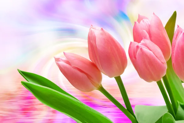 Квіти тюльпанів крупним планом — стокове фото