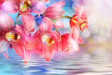 Orkide çiçek yakın çekim