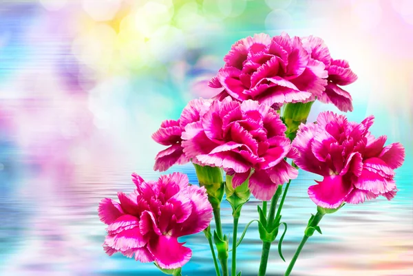 Carnation bloem close-up — Stockfoto