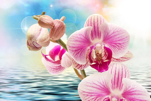 Orchideebloem close-up — Stockfoto