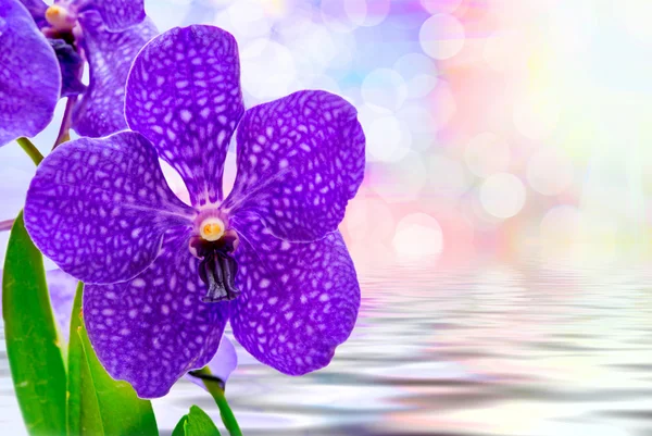 Fiore del Orchid vicino — Foto Stock